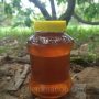 Pure natural Eucalyptus Honey - Natural - 500 Gm
